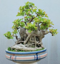 Si búp hồng Bình Định