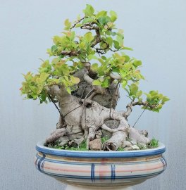 Si búp hồng Bình Định