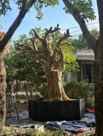 Hoàng Anh Mộc VIP