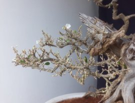 Em Linh Sam ghép Bông trắng lá nhỏ...