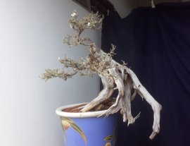 Em Linh Sam ghép Bông trắng lá nhỏ...