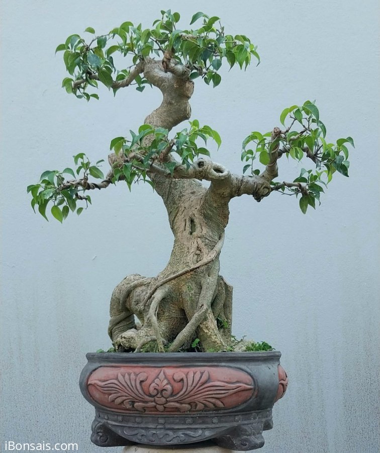 Sanh quê