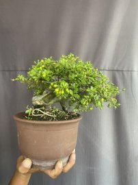 Siêu trái mini để bàn ạ