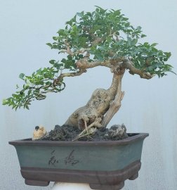 Trắc gai Bình Định