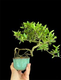 Hải Châu sông cầu mini giá iu thương ạ