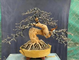 Linh sam sông hinh rin , đế đều 24h giá sinh viên
