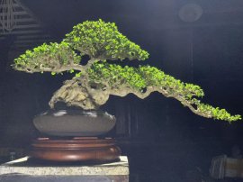 Sam trái khai thác già rụng răng