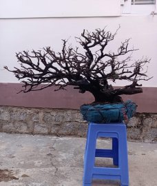 Cẩm thị tàn thiên nhiên