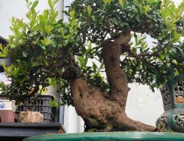 Hải châu sông cầu vào mùa trái