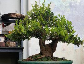 Hải châu sông cầu vào mùa trái
