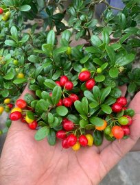 Hải châu sông cầu vào mùa trái