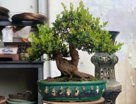 Hải châu sông cầu vào mùa trái