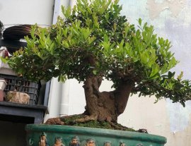 Hải châu sông cầu vào mùa trái