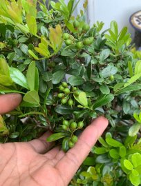 Hải châu sông cầu vào mùa trái