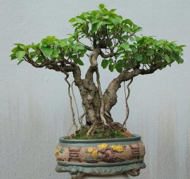 Si búp đỏ