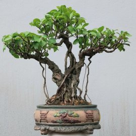 Si búp đỏ