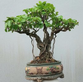 Si búp đỏ