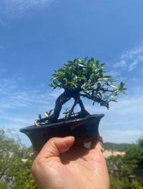 Hải Châu Mini sông cầu tàn zin già ạ