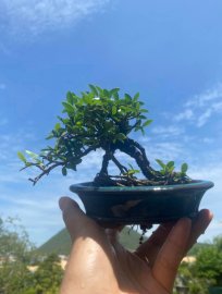 Hải Châu Mini sông cầu tàn zin già ạ