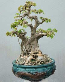 Bồ đề.