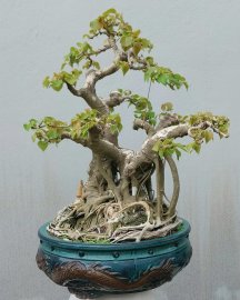 Bồ đề.