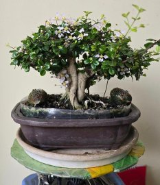 Ôrô đang hoa