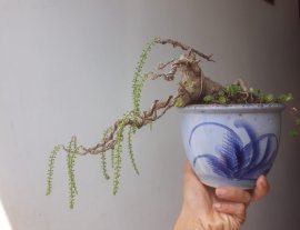 Nhà em nay có e Lộc Vừng siêu mini siêng hoa...