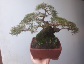 Em Sa Tùng lùn lực...