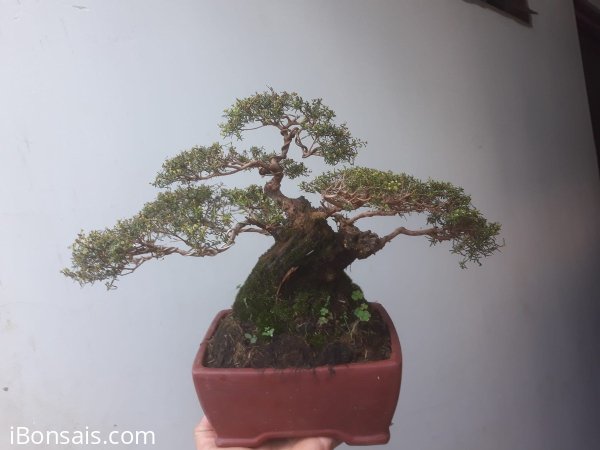 Em Sa Tùng lùn lực...