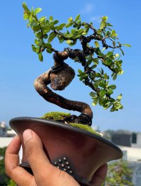 Hải châu lá siêu nhỏ , siêu quái , siêu đẹp, siêu rẻ