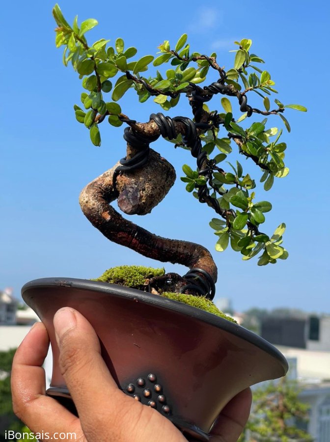 Hải châu lá siêu nhỏ , siêu quái , siêu đẹp, siêu rẻ