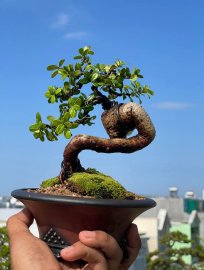 Hải châu lá siêu nhỏ , siêu quái , siêu đẹp, siêu rẻ