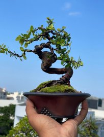Hải châu lá siêu nhỏ , siêu quái , siêu đẹp, siêu rẻ