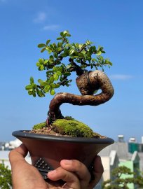 Hải châu lá siêu nhỏ , siêu quái , siêu đẹp, siêu rẻ