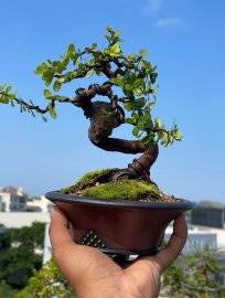 Hải châu lá siêu nhỏ , siêu quái , siêu đẹp, siêu rẻ