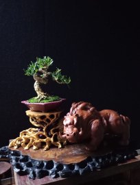 Hoàng dương