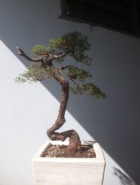 Em Kim Sa Tùng văn nhân...