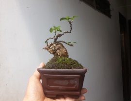 Em là Xuân Hoa ( Mút Mật ) siêu mini...