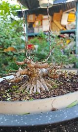 Mai chiếu thủy mini