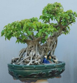Bồ đề Bình Định
