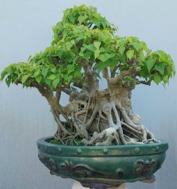 Bồ đề Bình Định