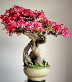 Hoa Sứ già rất lâu năm siêng hoa thân cây liền lạc và đẹp