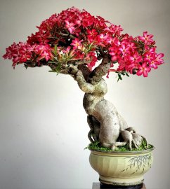 Hoa Sứ già rất lâu năm siêng hoa thân cây liền lạc và đẹp