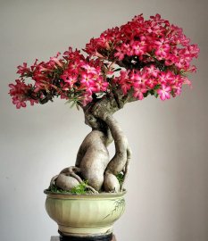 Hoa Sứ già rất lâu năm siêng hoa thân cây liền lạc và đẹp