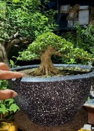 Chơi phong cách cành phóng
