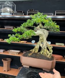 Linh sam khai thác gọng cúp ntn củng khó khó tìm ạ