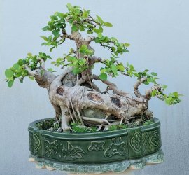 Si búp hồng ôm đá núi