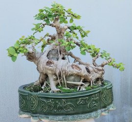 Si búp hồng ôm đá núi