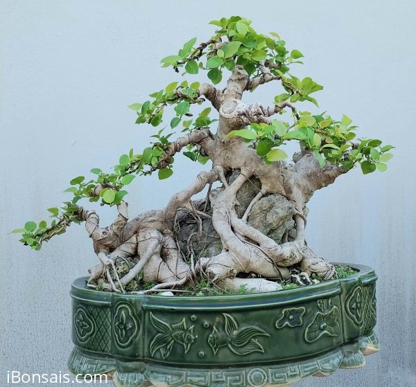 Si búp hồng ôm đá núi