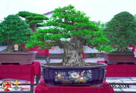 Những tác phẩm dự thi , trưng bày tại chợ lách mở rộng lần 1 (P1)